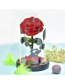Roze stikla kolbā (20 cm) - mūžīgā stabilizētā roze