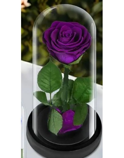 Stabilizēta roze kolbā "Tumši violeta"